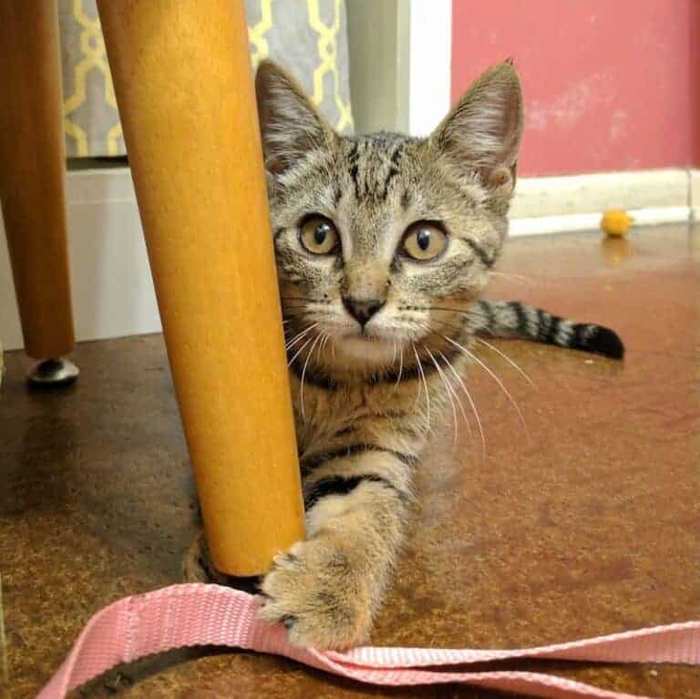 Cute tabby kitten peeking out from behind a chair leg on a wooden floor.