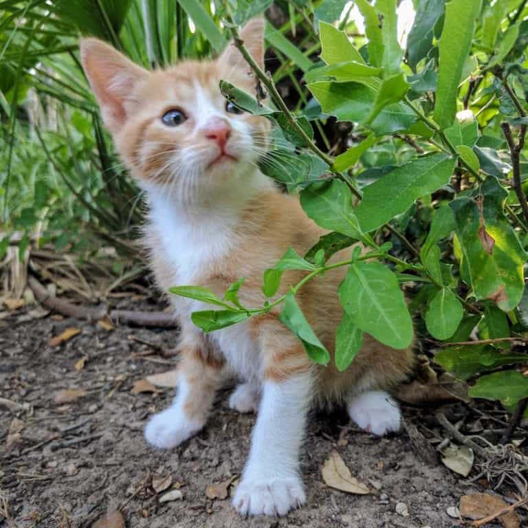 Cute orange and white kitten exploring lush green garden foliage.