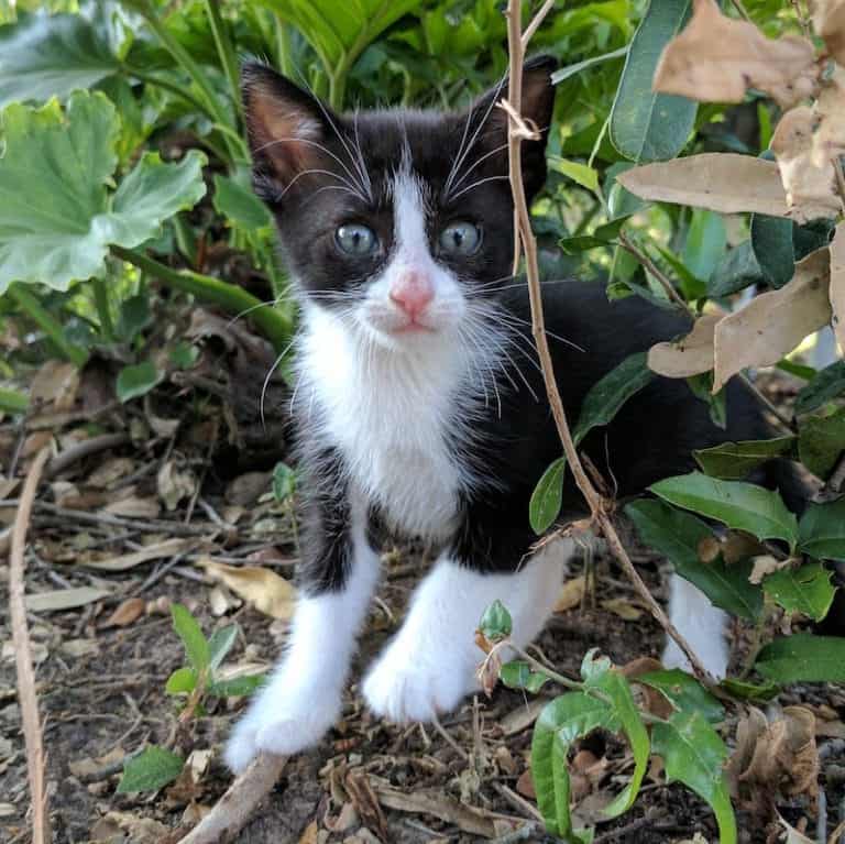 Cute black and white kitten exploring among green plants and leaves.