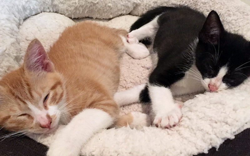 Saving Kittens
