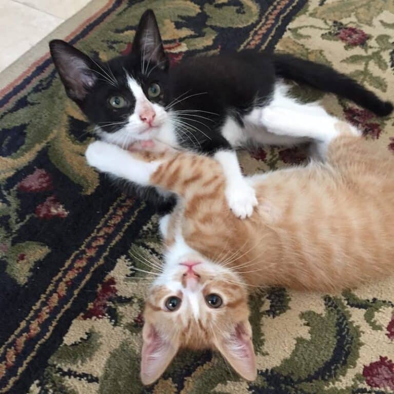 Black and white kitten playing with an orange kitten on a patterned rug.